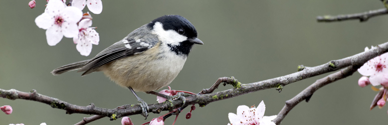 Coal tit sat in a blossom tree
