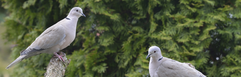 Collared doves sat in tree