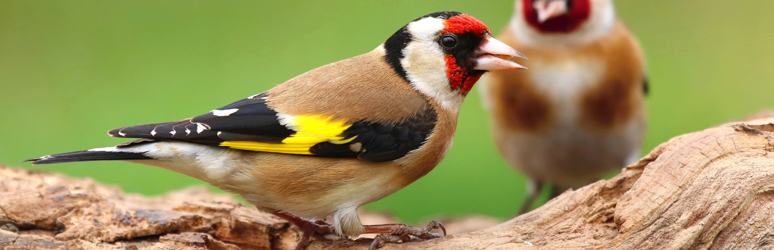 Goldfinches sat in a tree