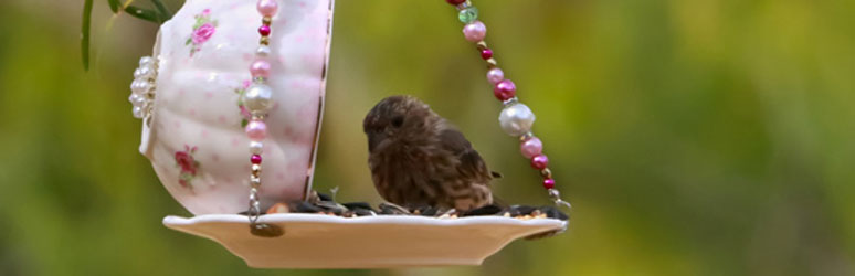 Bird sat on feeder