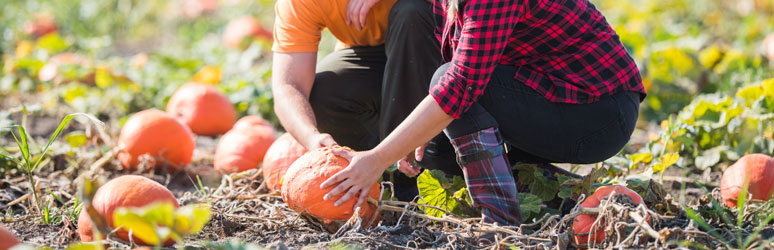 A couple picking a pumpkin