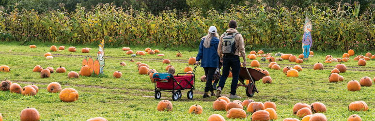 Family pumpkin picking