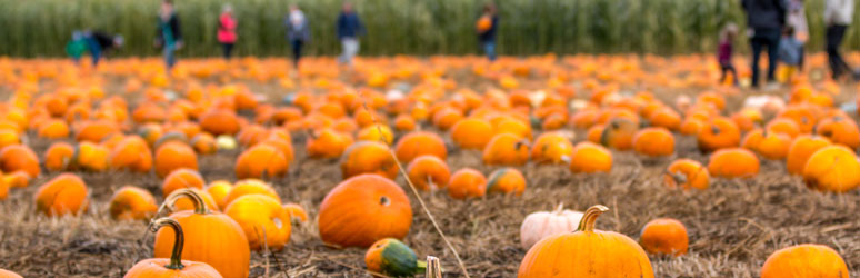 Hundreds of picked pumpkins in a field