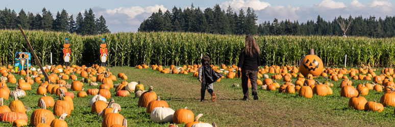 Pumpkin patch and maize maze
