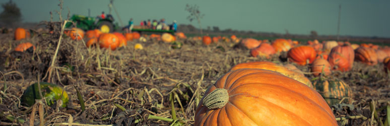 Pumpkins waiting to be picked