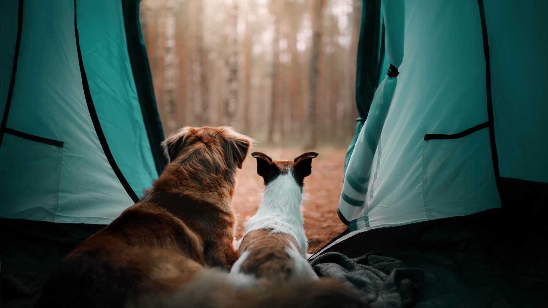 Dog camping
