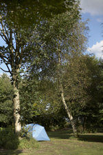 Trees