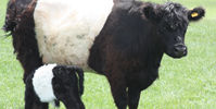 Rowlestone court farm