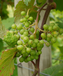 Grapes on a vine