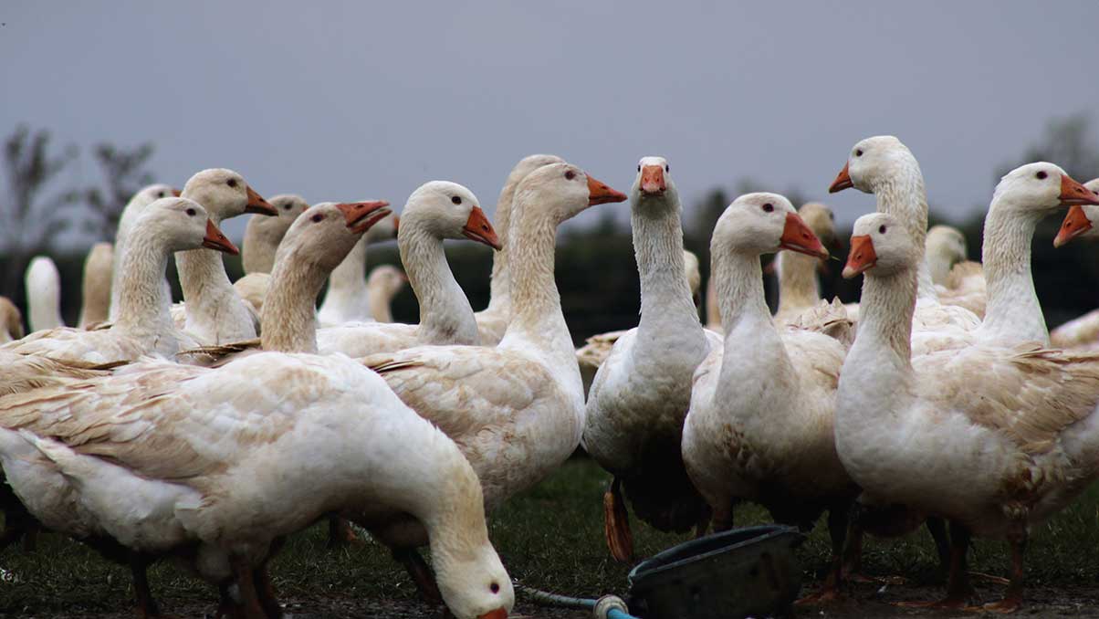 Kimbers Farm Geese