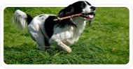 Pets abroad