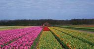 Holland Escorted Tour