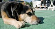 Taking Pets Abroad