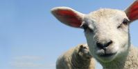 Eat Local Wales