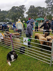 Livestock judging is a key part of local country shows