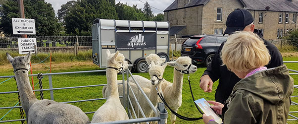 Getting up close and personal with no spitting – from the alpacas