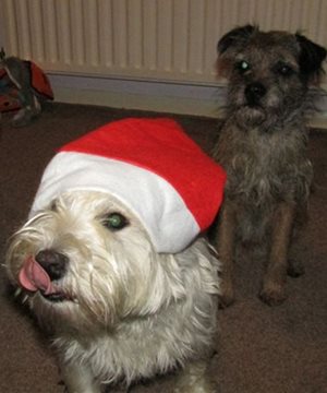 Kizzy wears a Santa hat