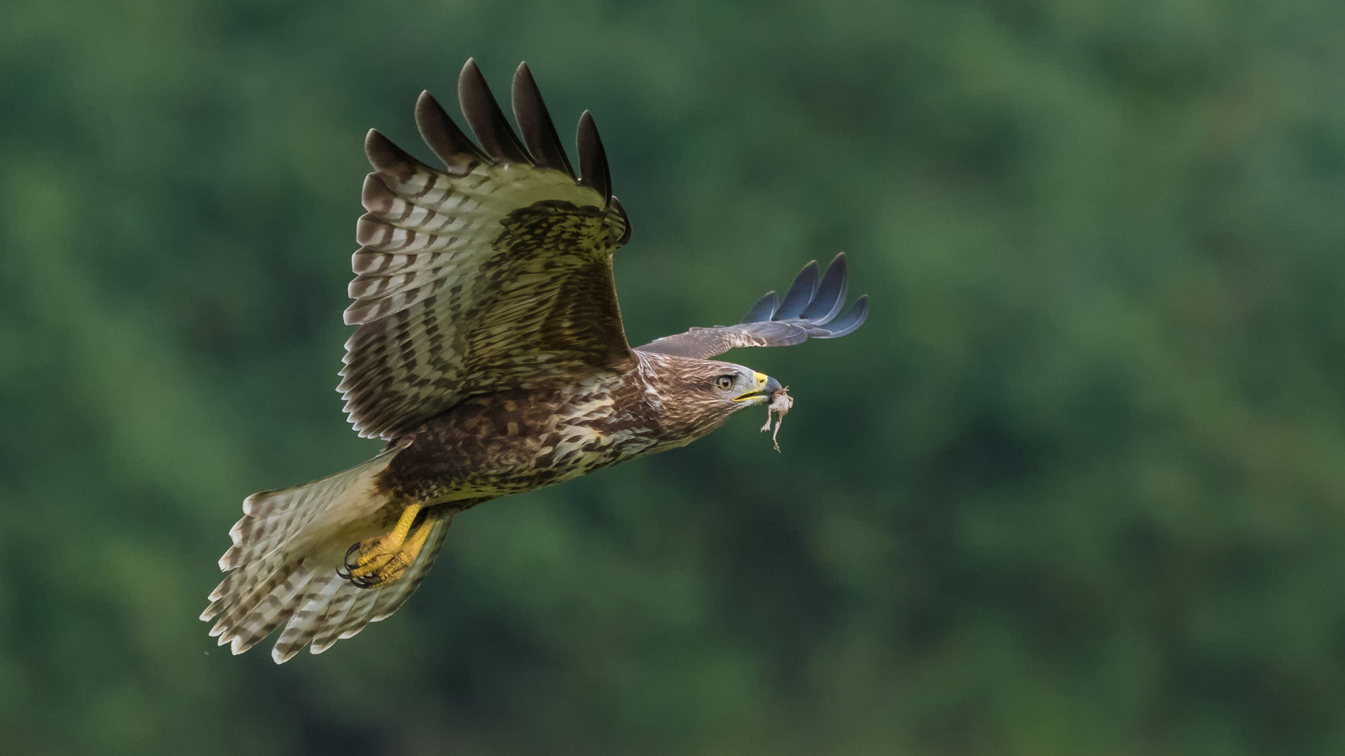 Buzzard flying