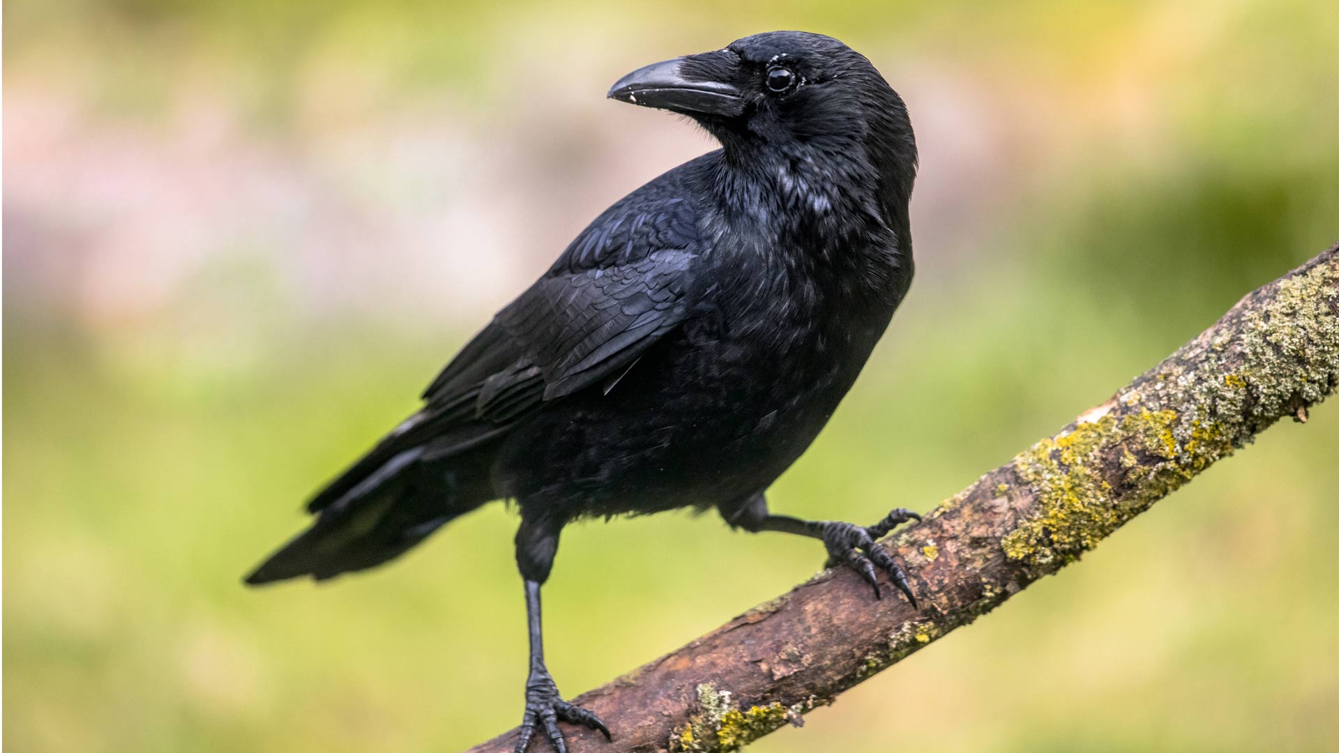 Crow sat in a tree