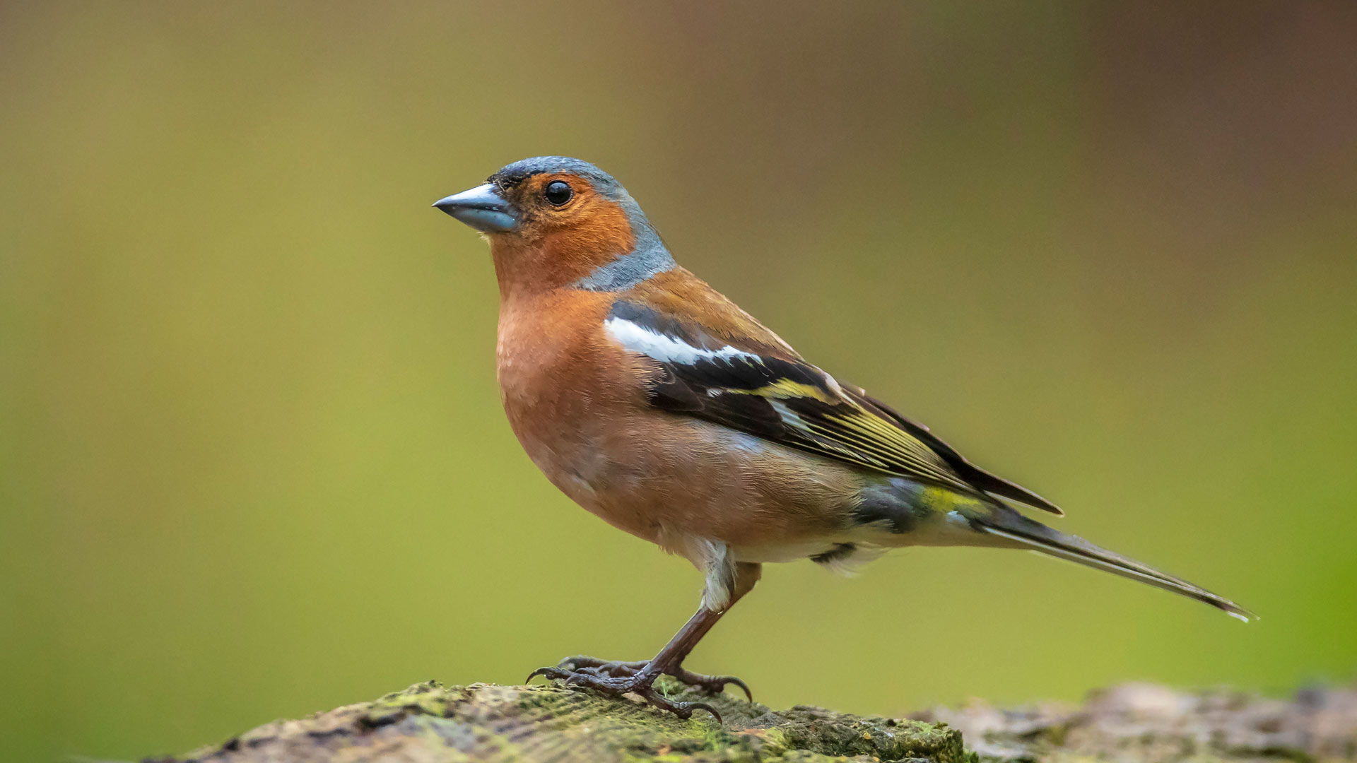 Chaffinch sat in a tree