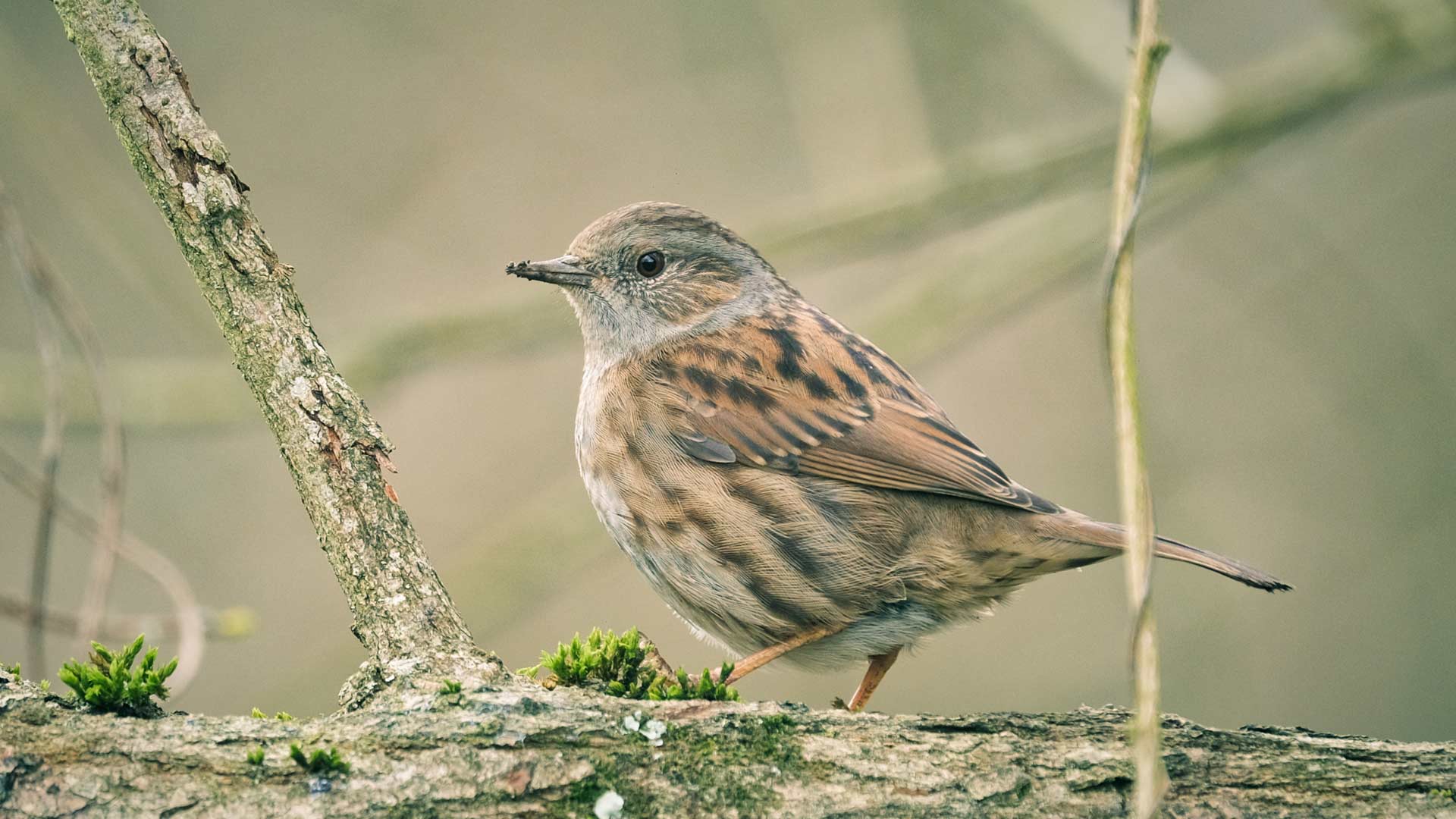 Dunnock sat in tree
