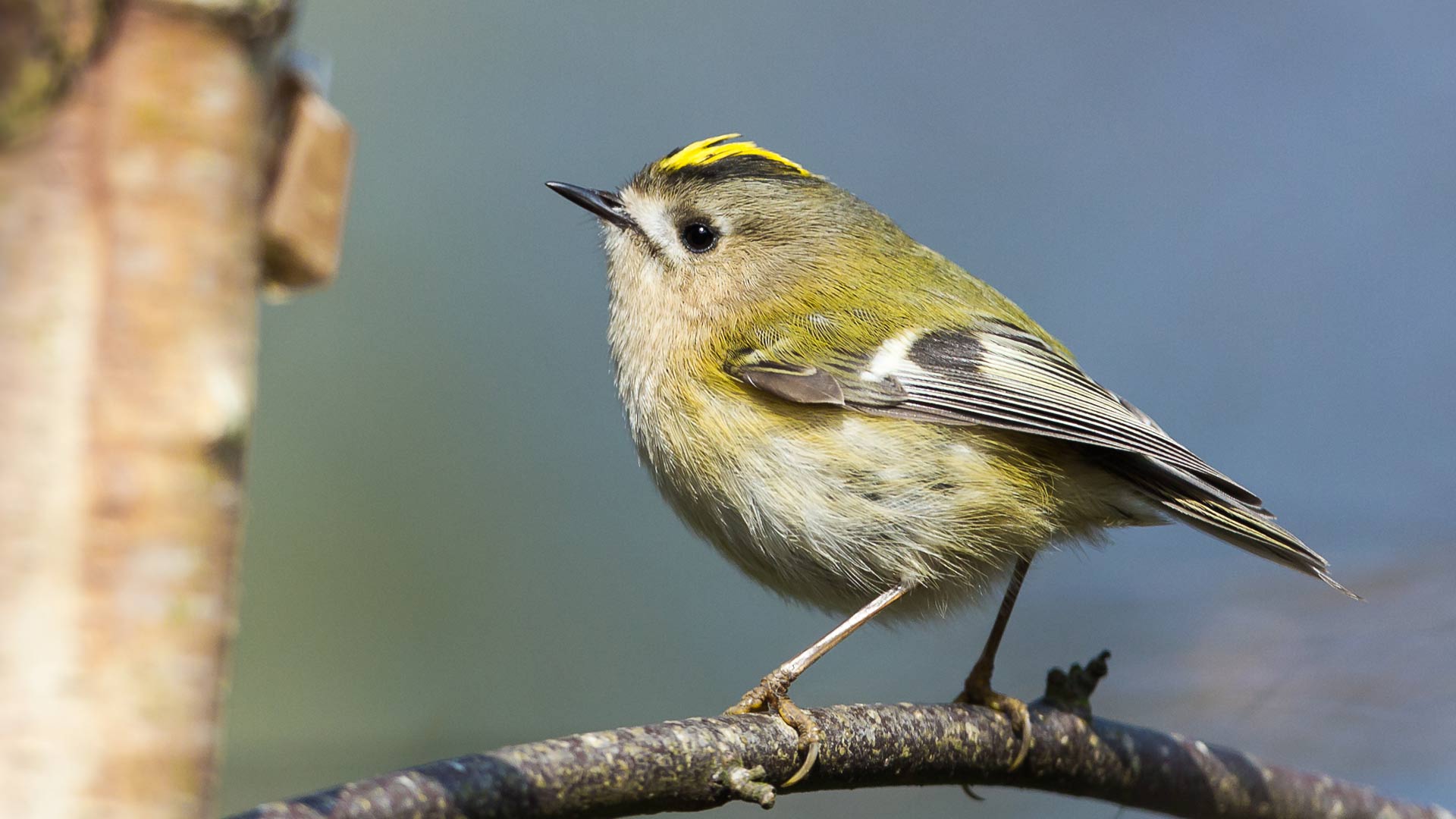 Goldcrest sat in a tree