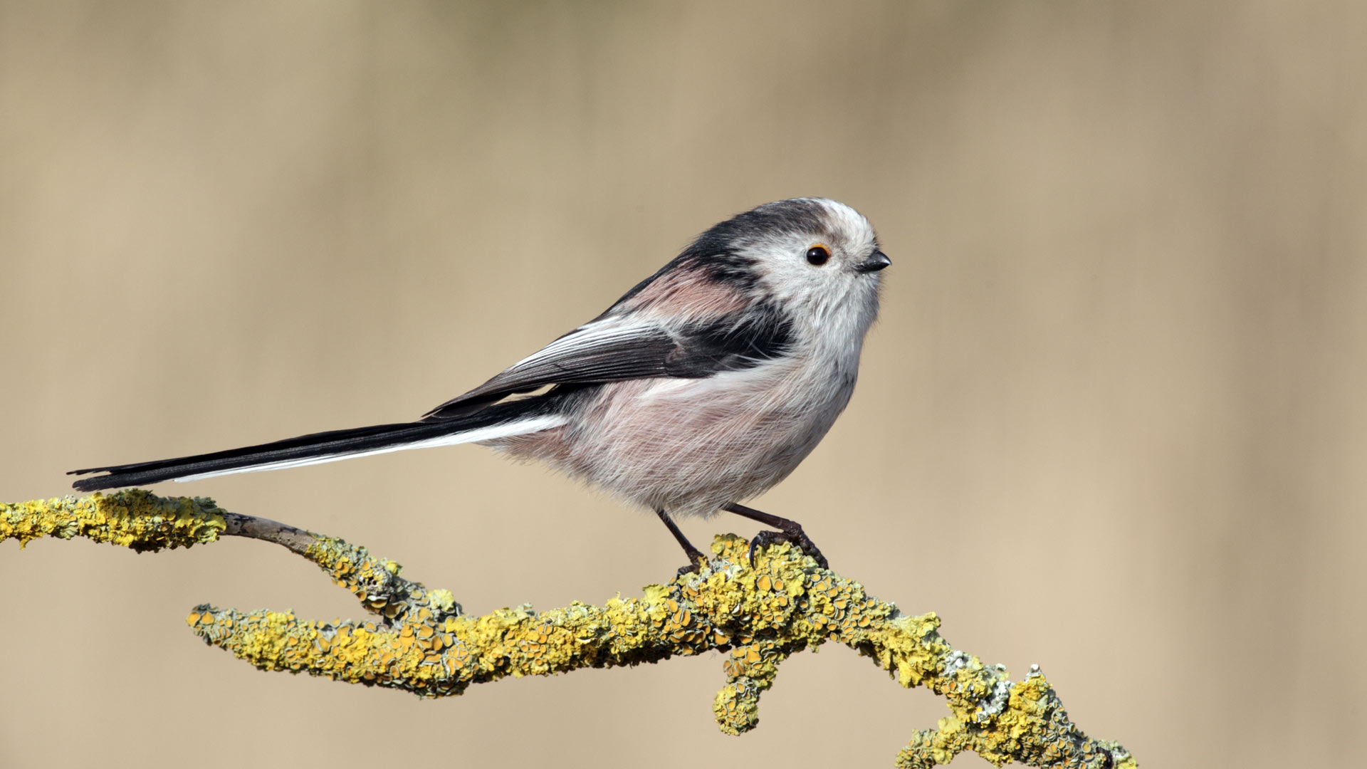 Long tailed tit sat on a tree branch