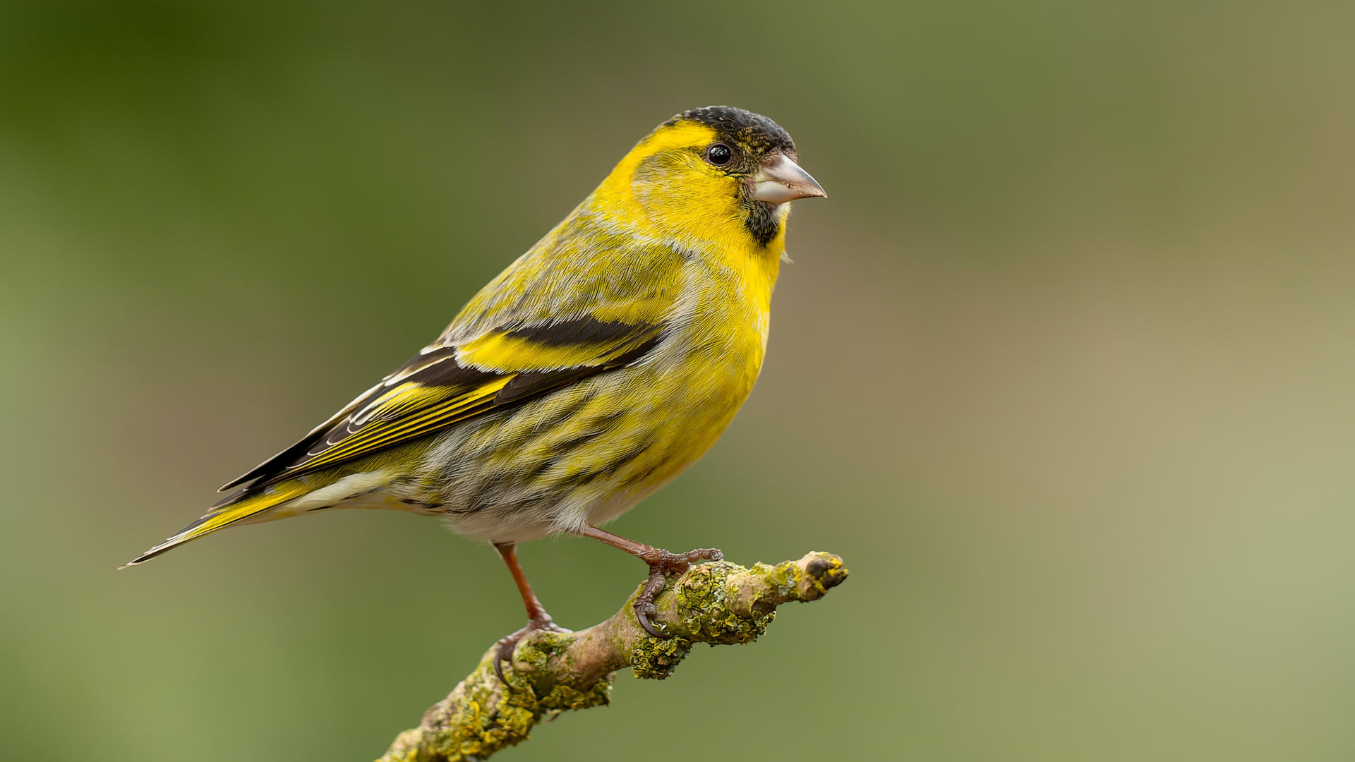 Siskin sat on tree branch