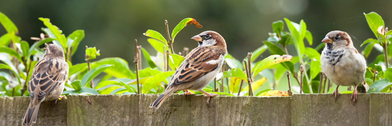 24 British Birds Bird Identification The Camping and