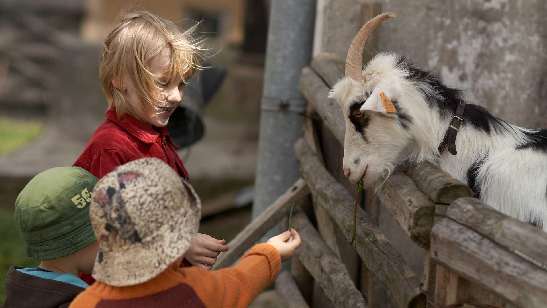 Children feeding a goat