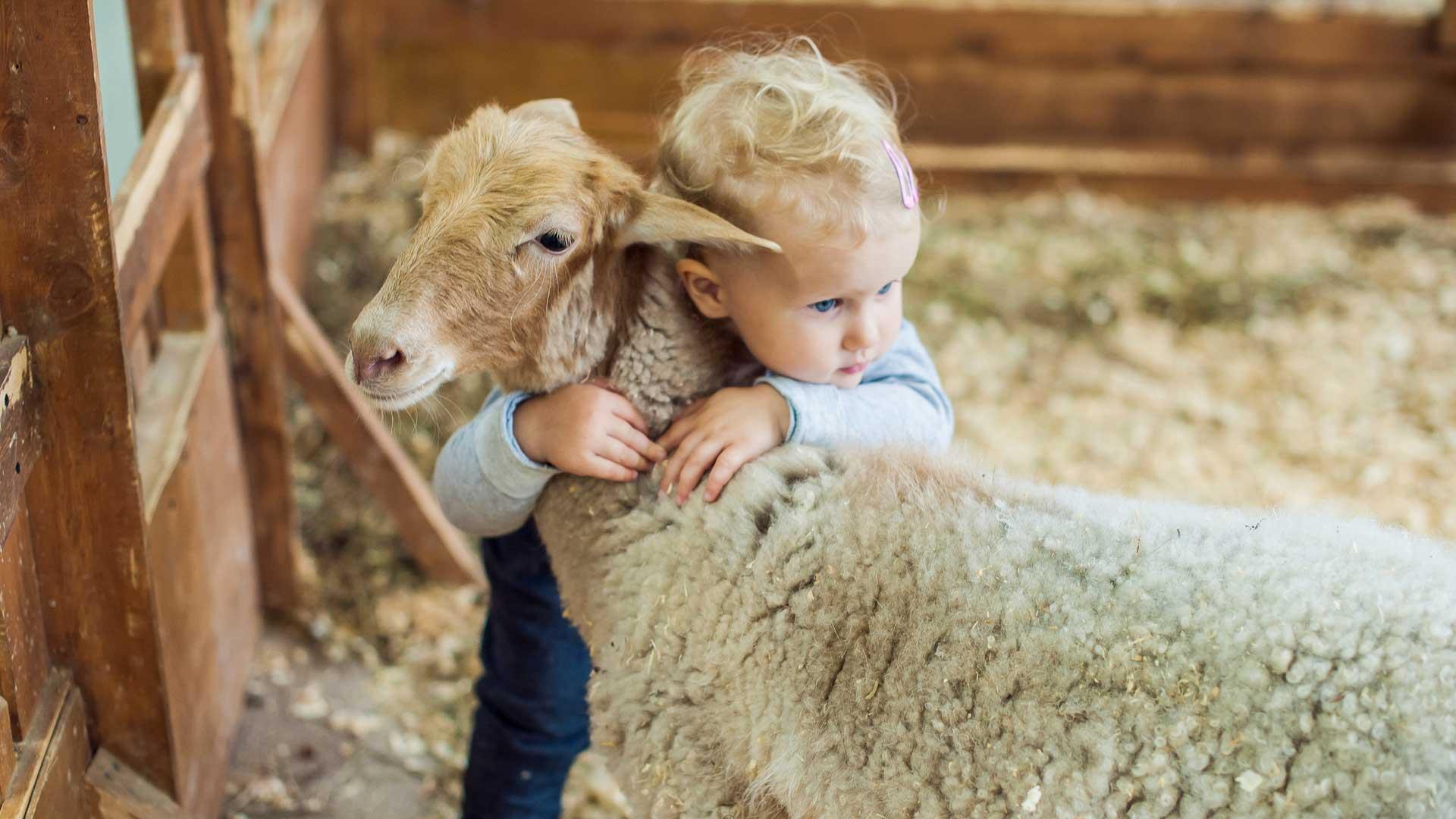 Little kid hugging a sheep