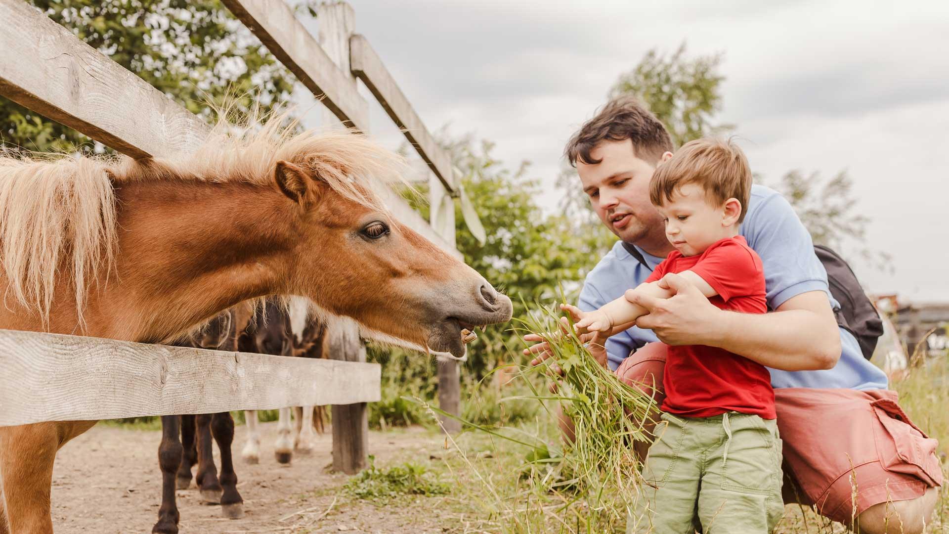 Father and son feeding a pony