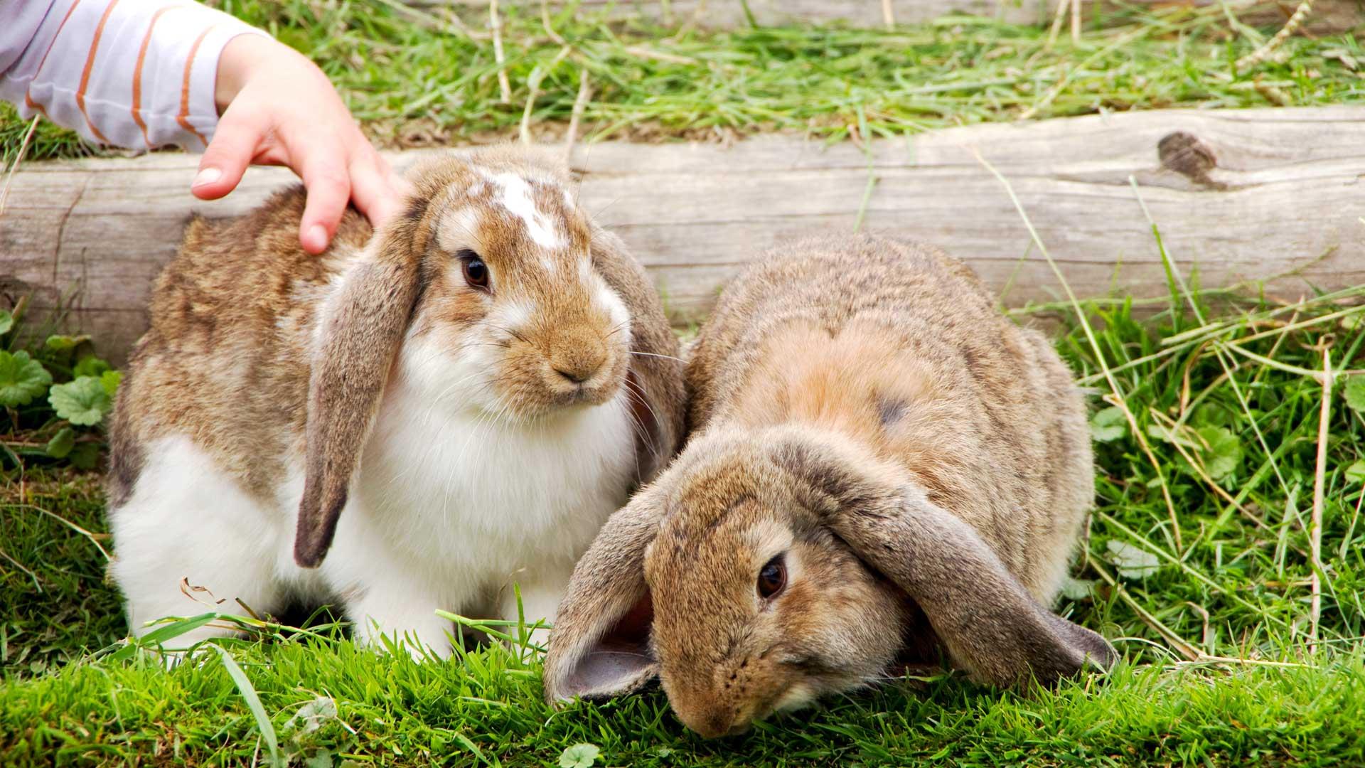 Bunnies at a children's farm