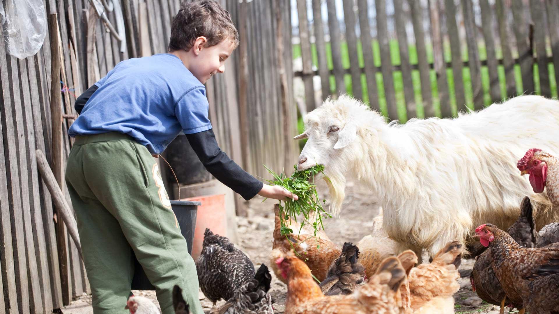 A boy feeding chickens and a goat