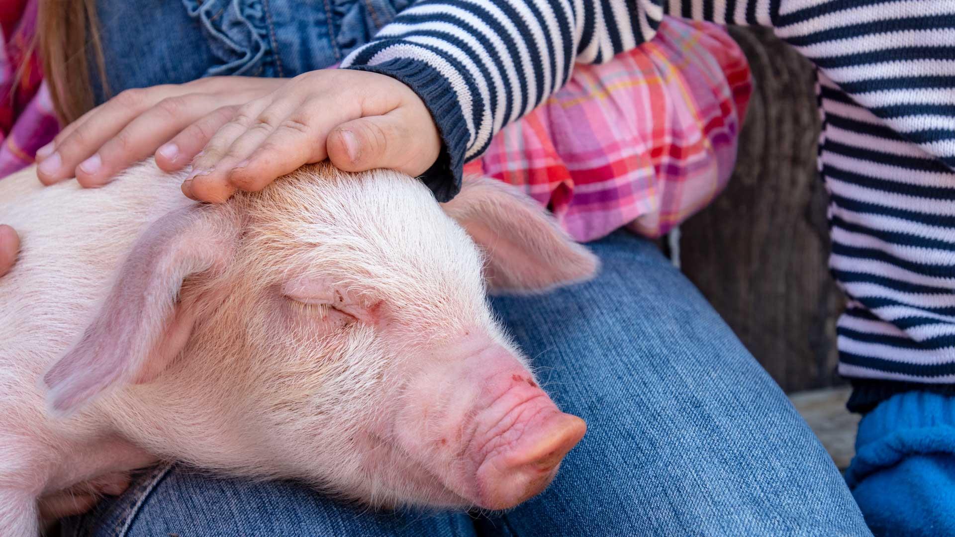 Piglet at children's farm.