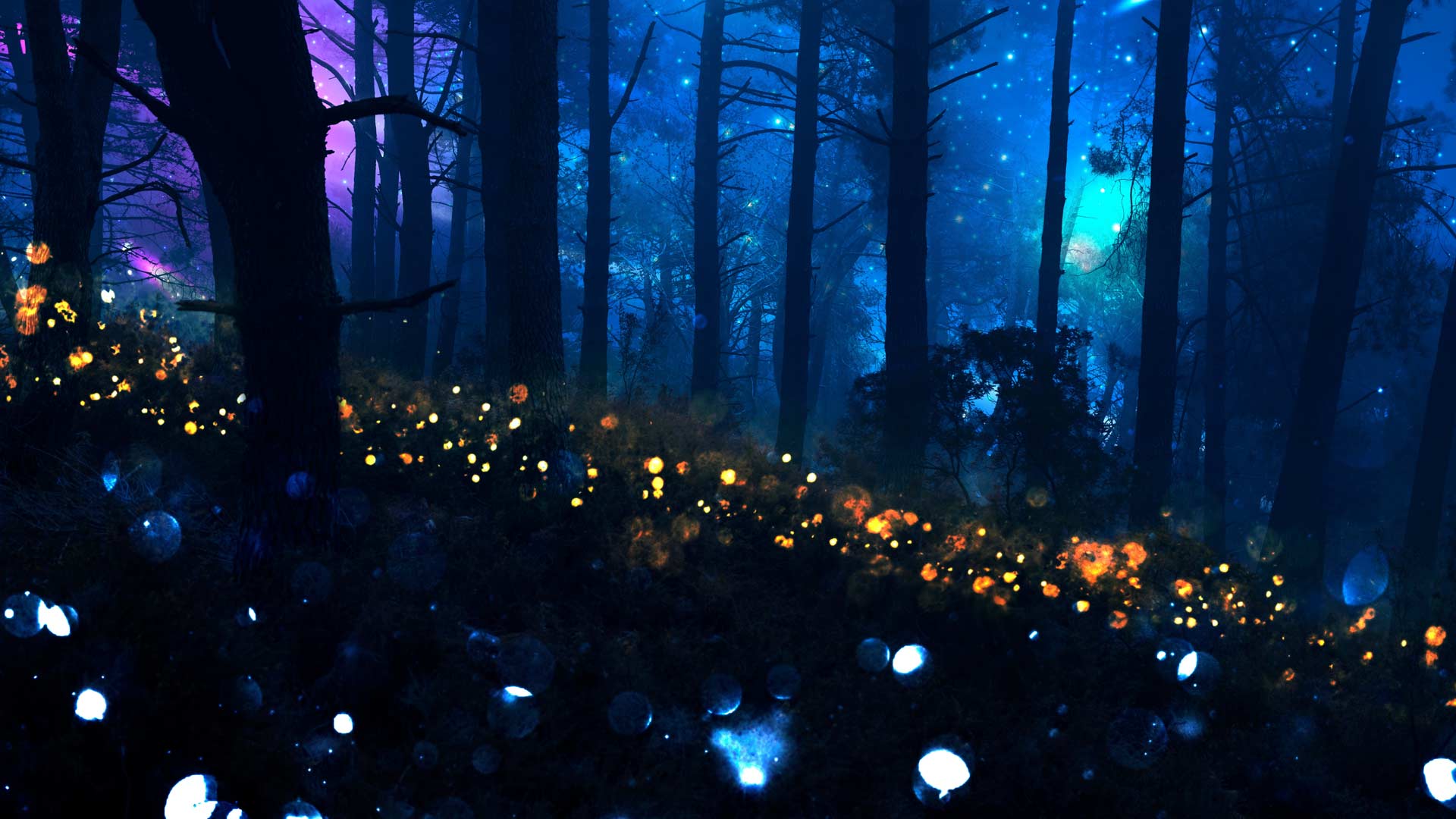 Magical woodland