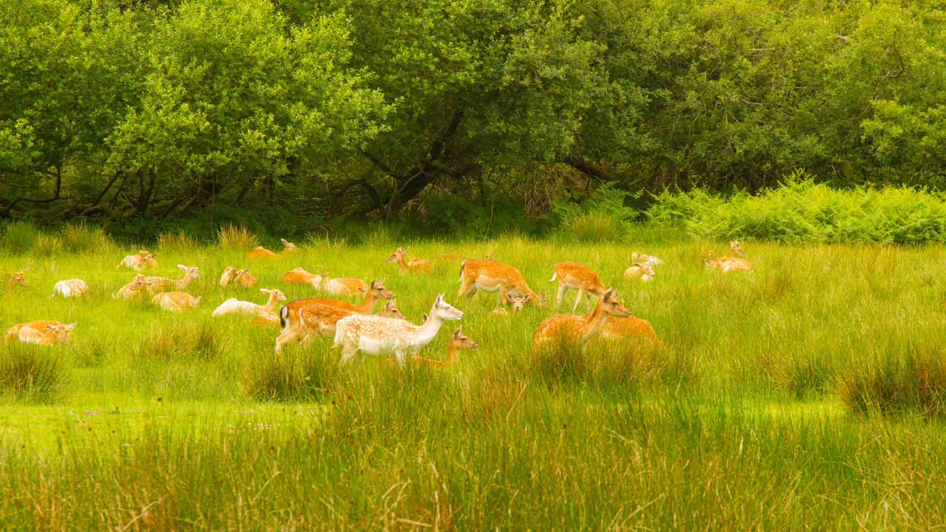 New Forest Walks