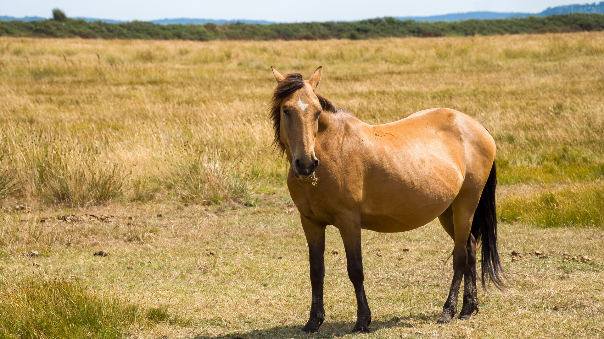 New Forest Walks