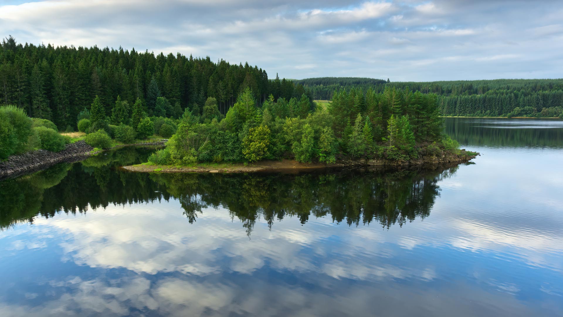 water and trees