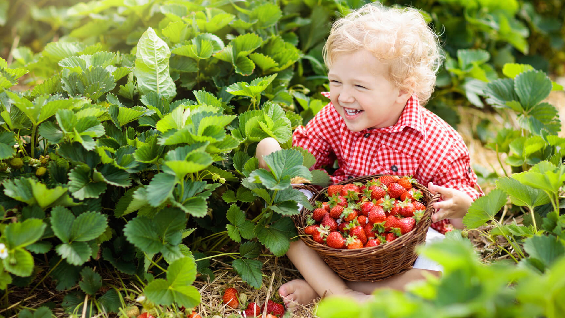 Child picking strawberries