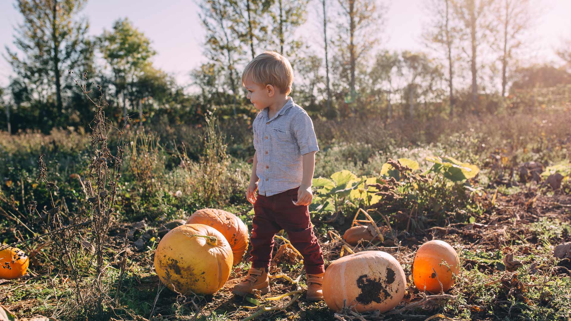 Boy Pumpkin Picking