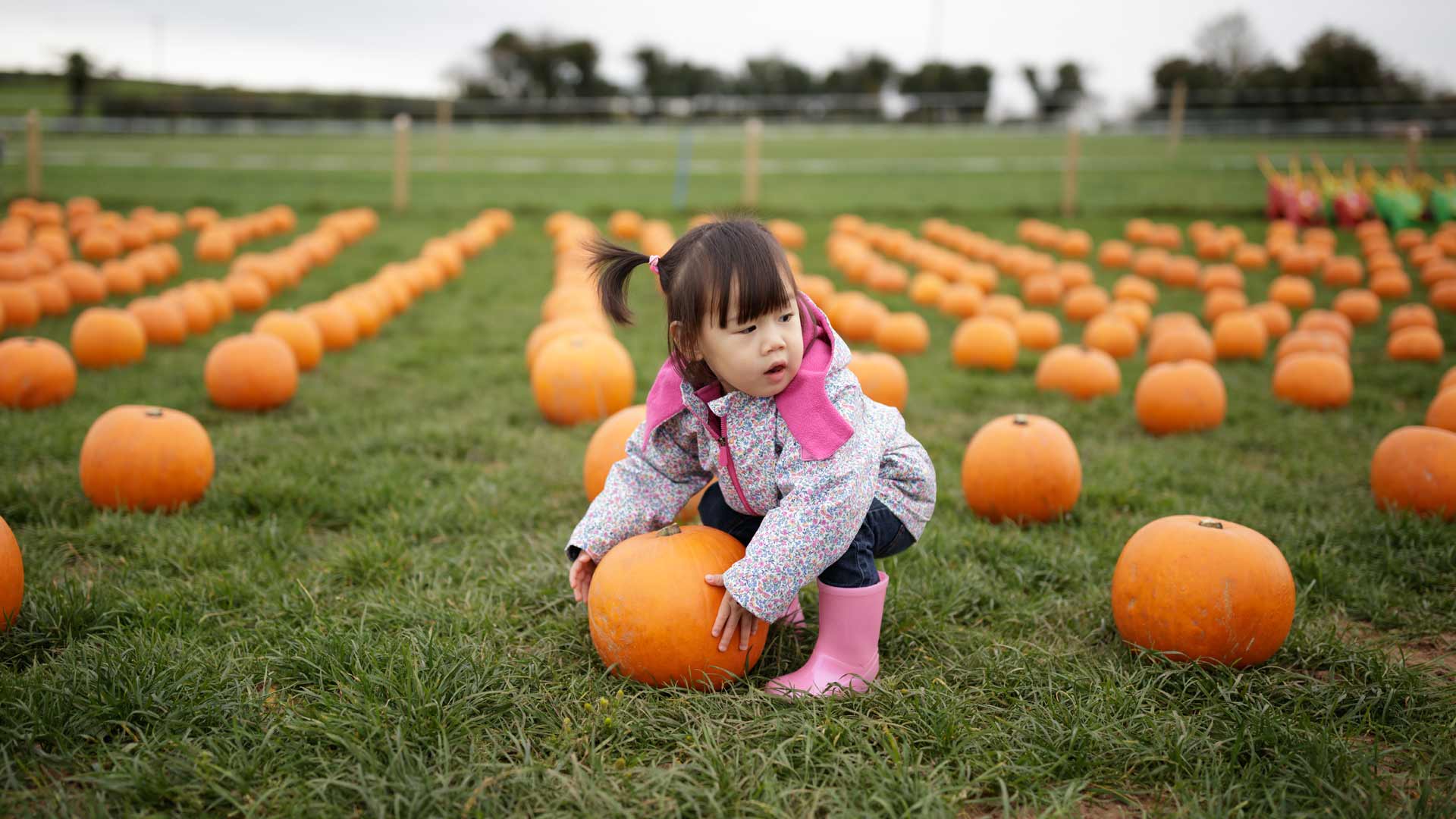 Kid picking pumpkins in field