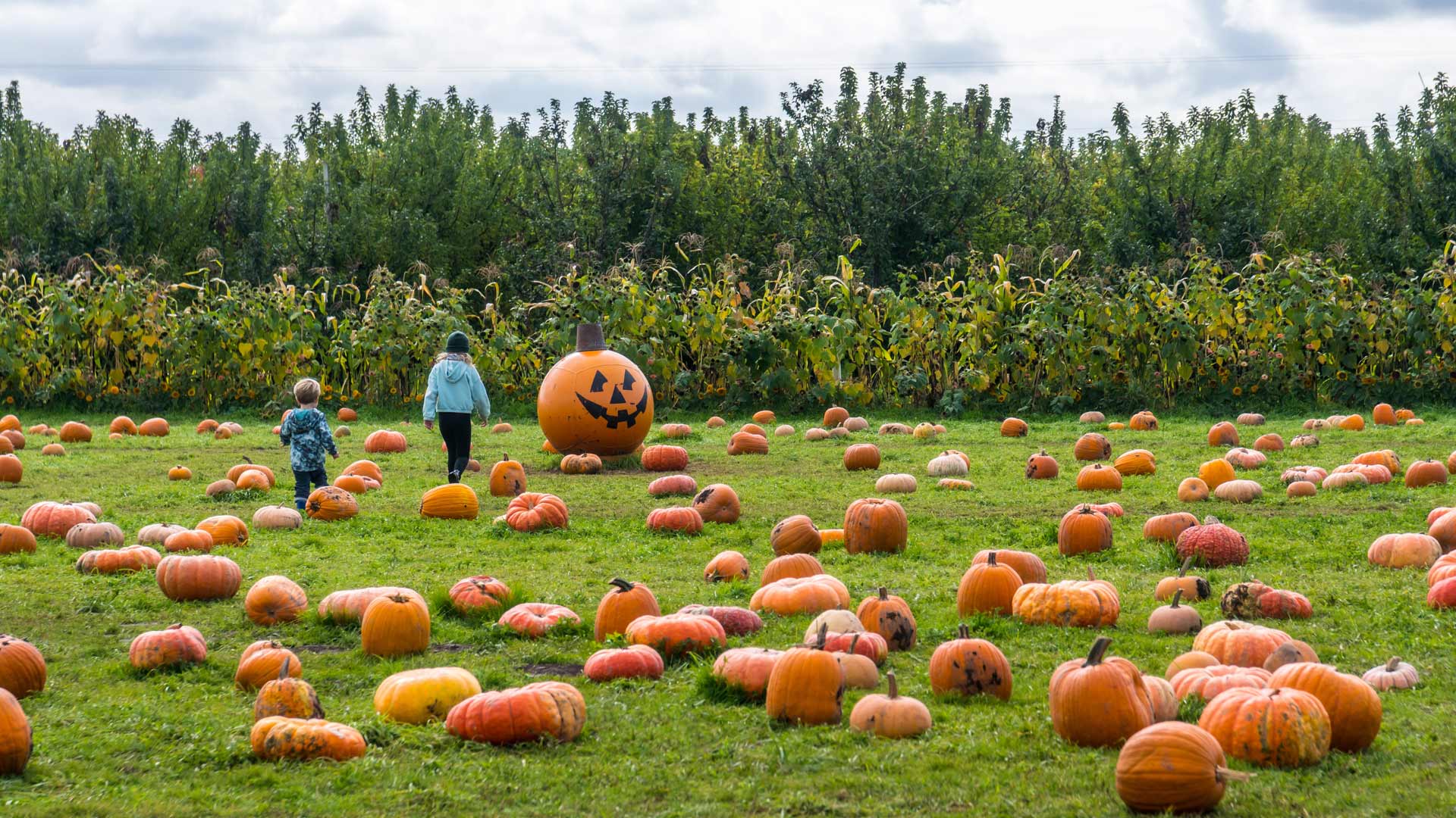 Kids picking pumpkins