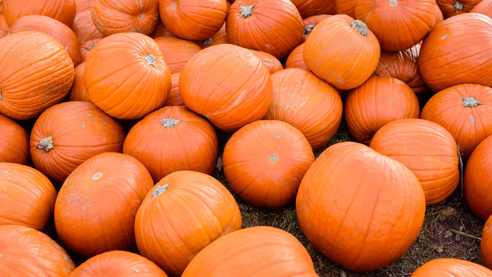 Pile of Pumpkins