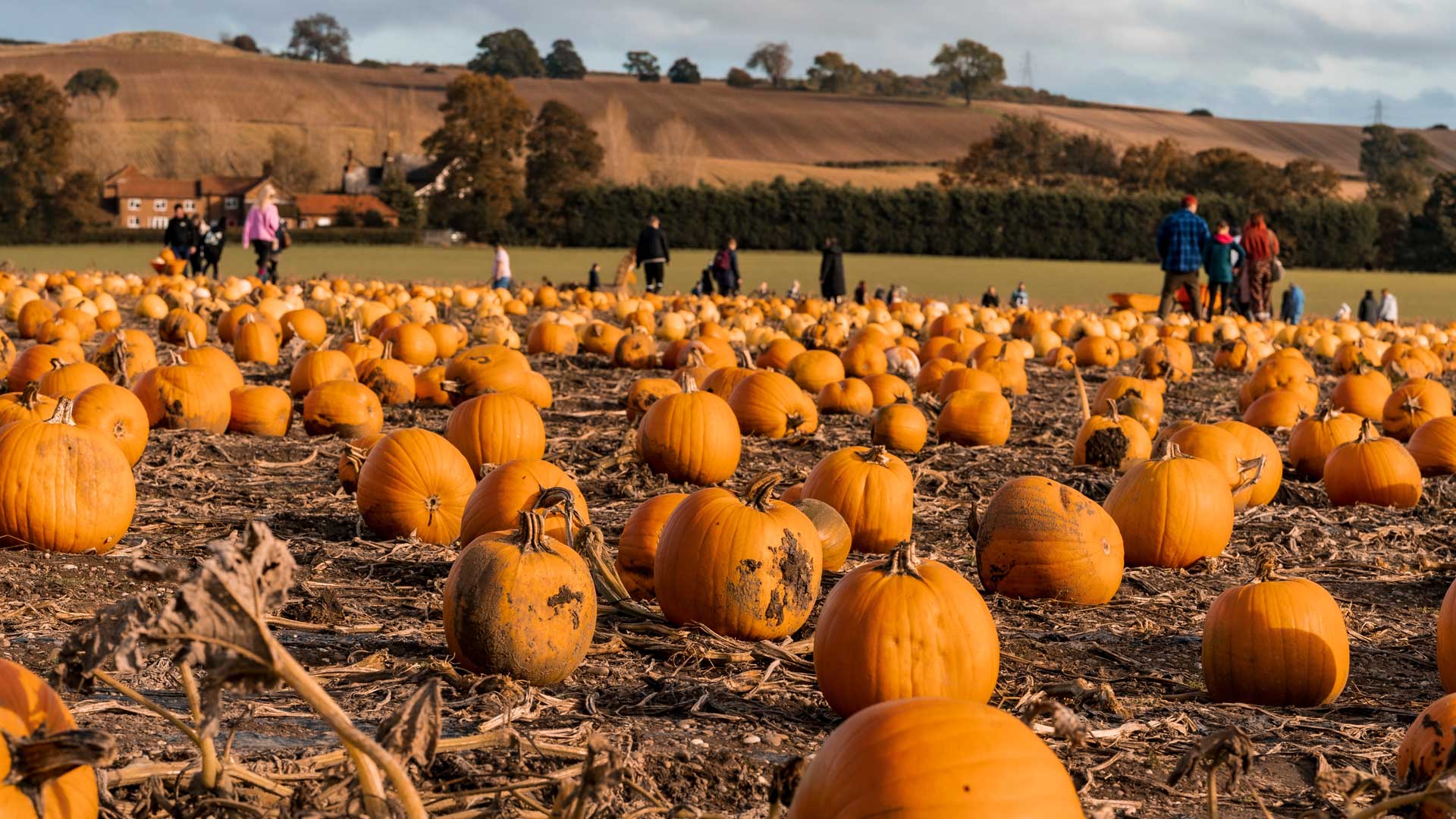 Pumpkin Field