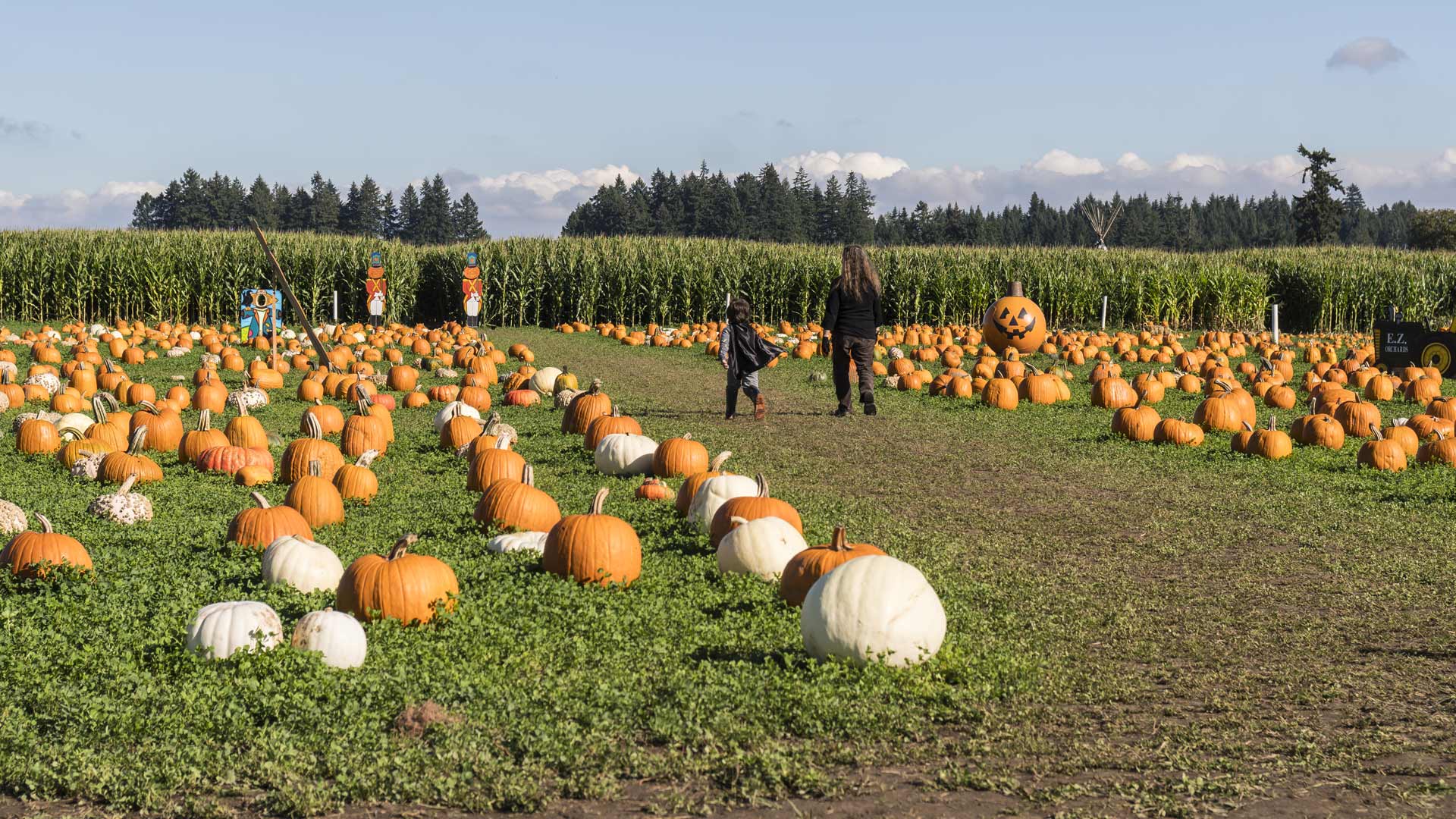 Pumpkins and corn maze