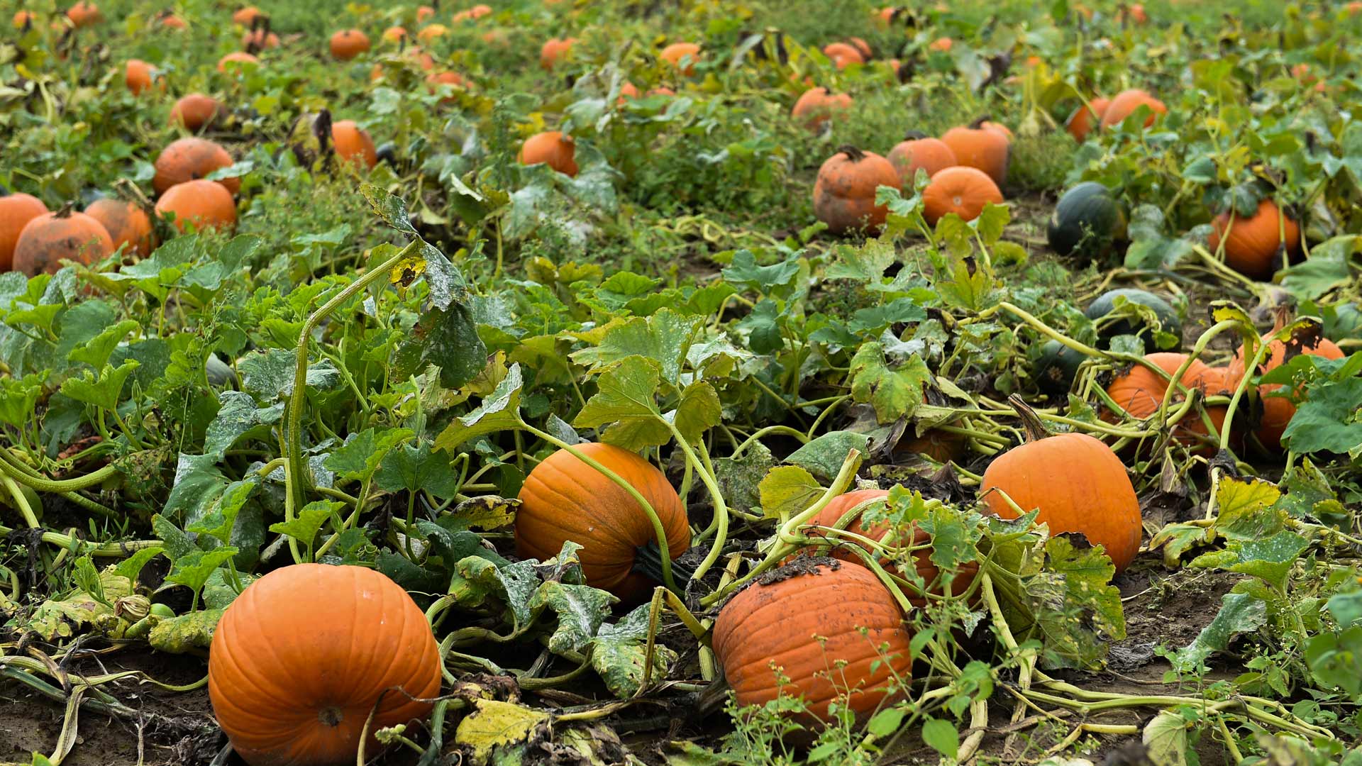 Pumpkins in Pumpkin Field