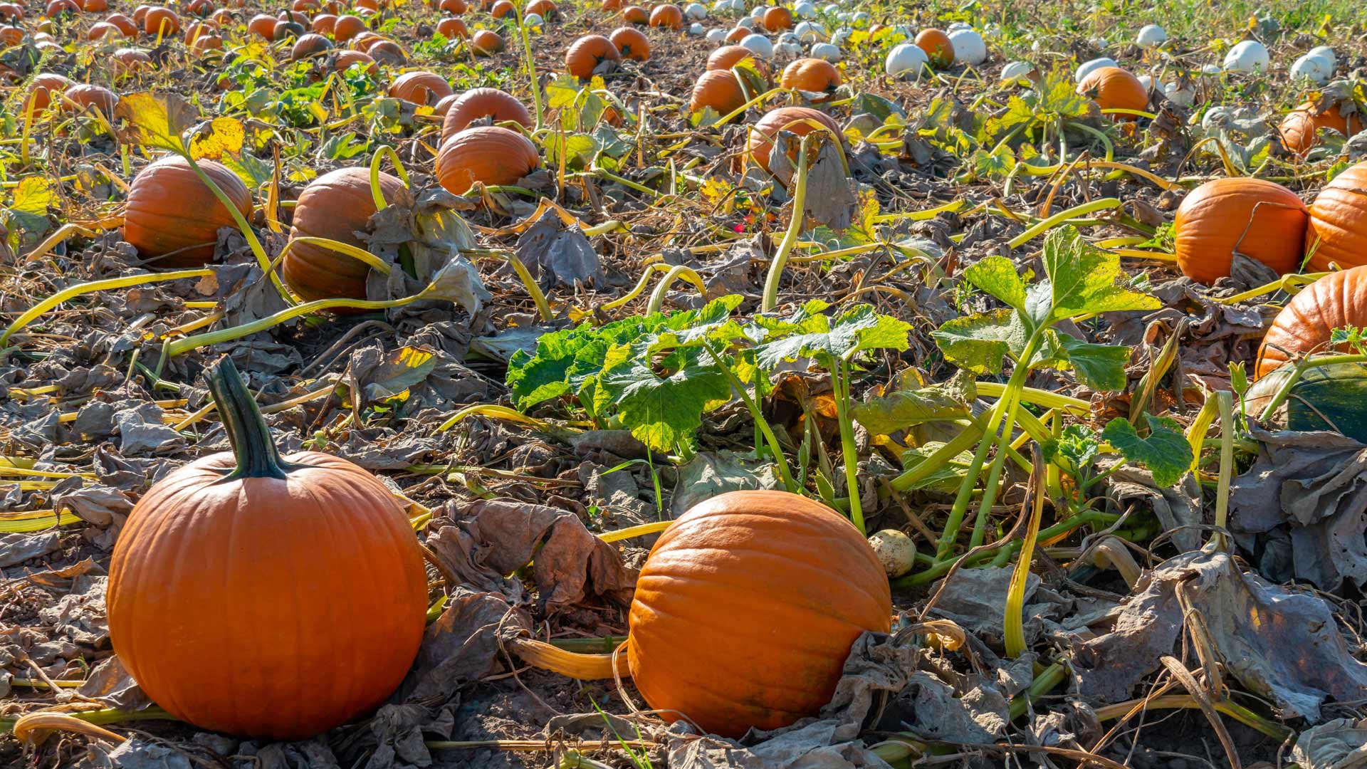 Ready to pick pumpkins