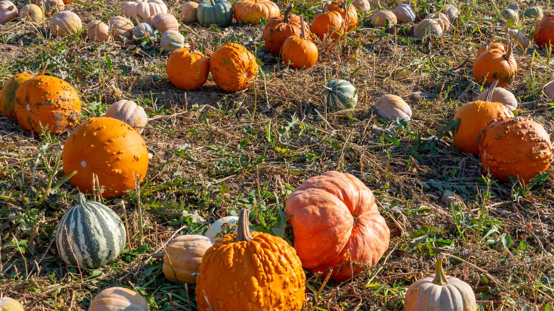 Wonky Pumpkin Patch