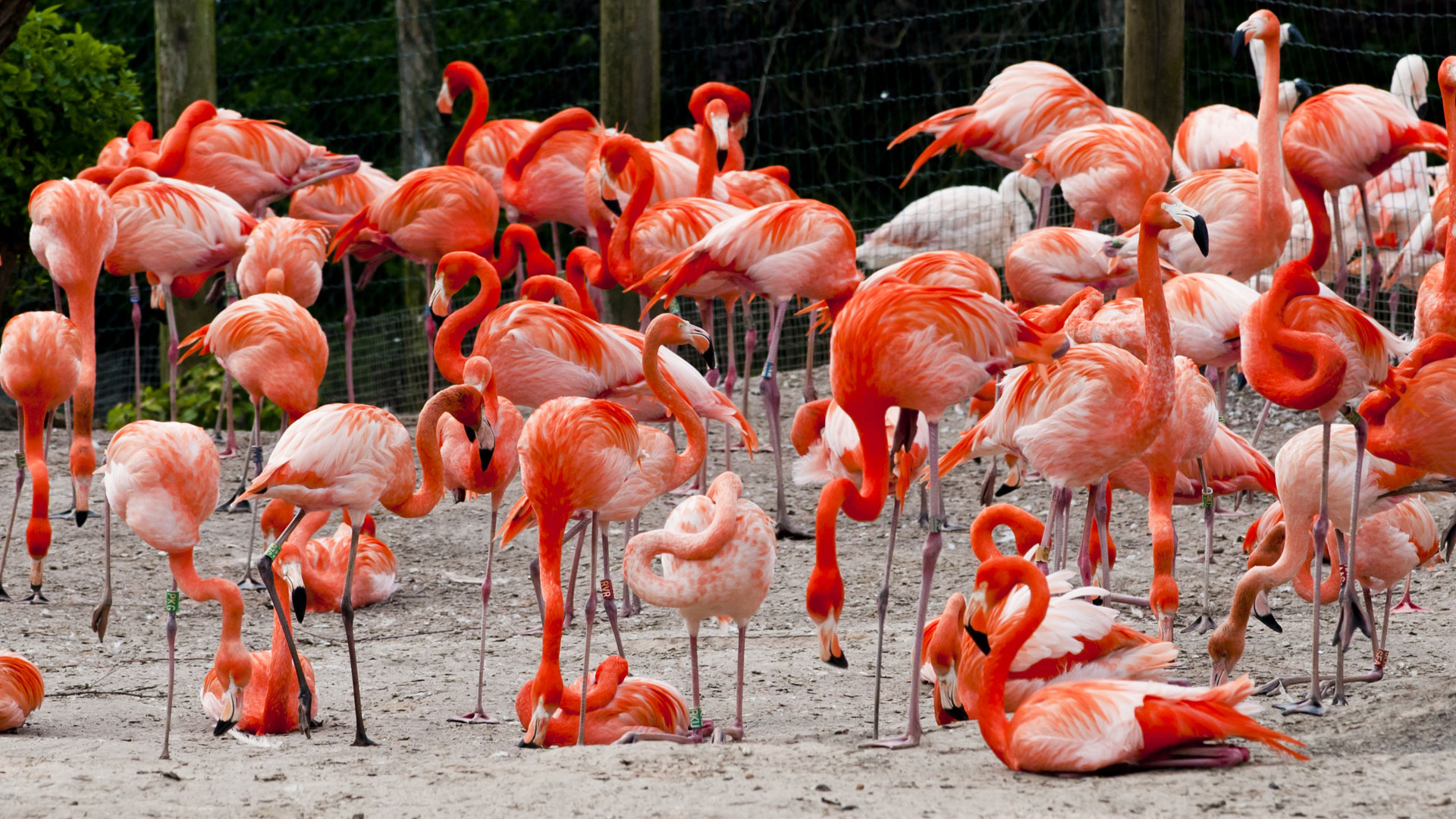 Chester Zoo